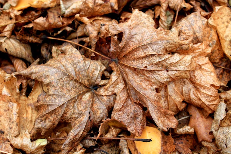 Detailed shot of fallen autumn leaves highlighting natural textures and colors.