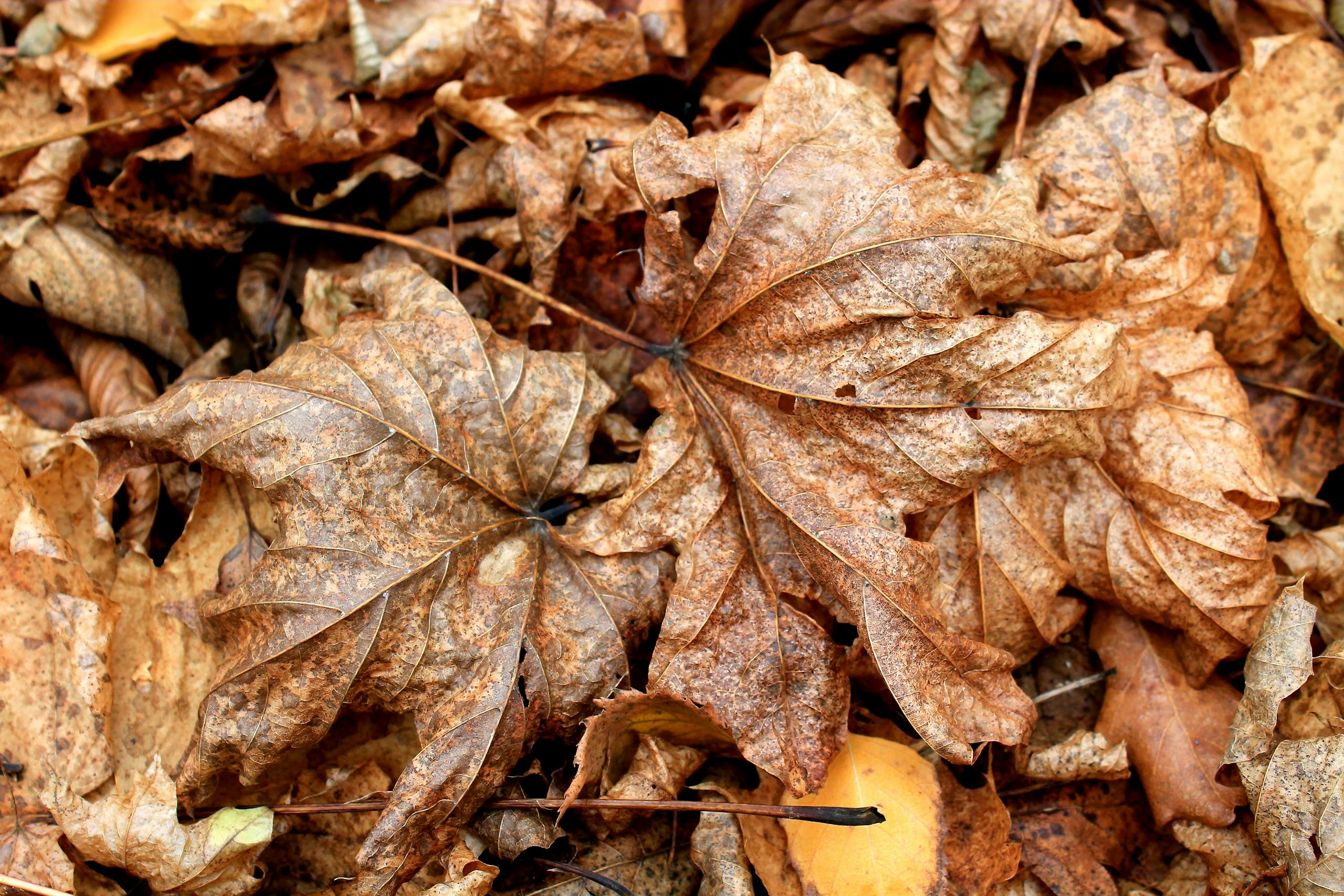 Detailed shot of fallen autumn leaves highlighting natural textures and colors.